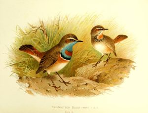 Red Spotted Bluethroat