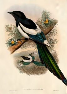 Magpie