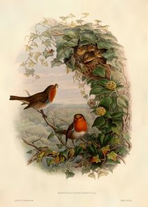 Robin & Chicks