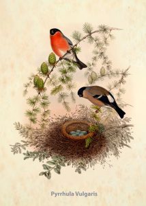 Bullfinch