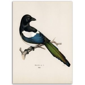 Magpie Print By von Wright Brothers