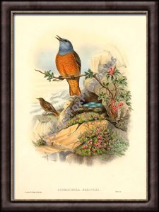 Rock Thrush