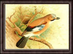 Jay
