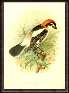 Woodchat Shrike