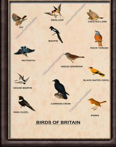Birds Of Britain Composite